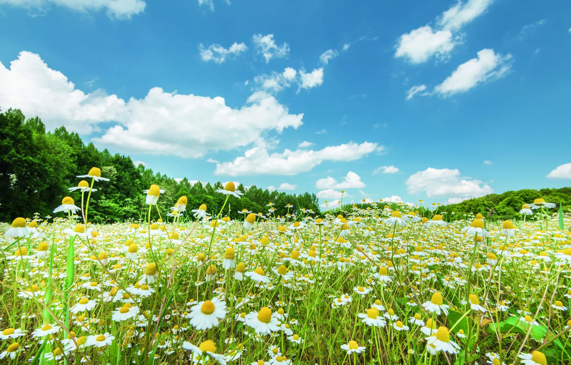 カモミールの花畑