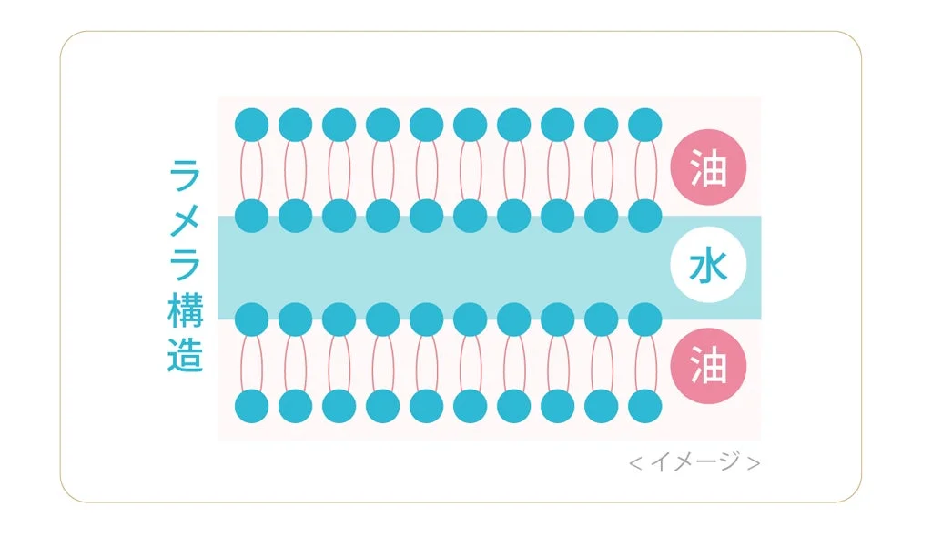 ラメラ構造のイメージ図