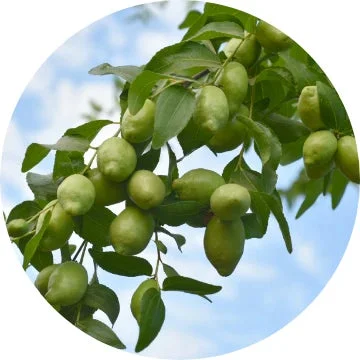 ナツメのような植物