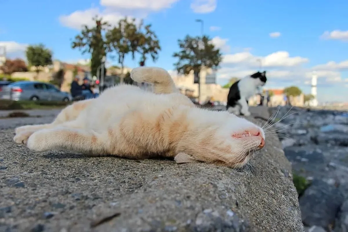 石垣で寝そべる猫