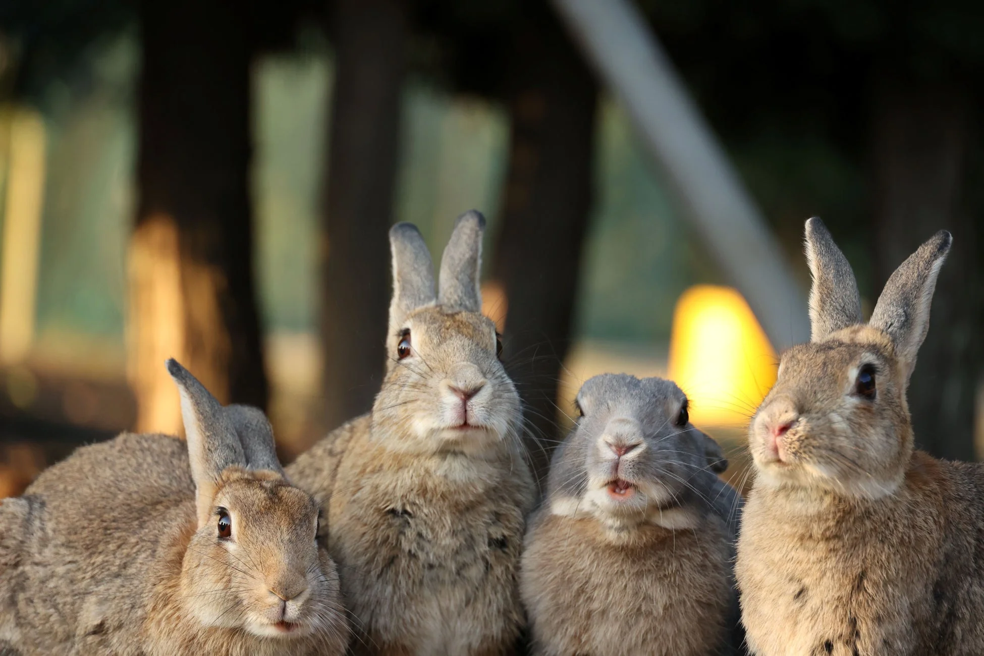 4匹のウサギがカメラ目線で並んでいるクローズアップ写真。茶色とグレーの毛並みで、背景は木々と柔らかな光でぼかされています。