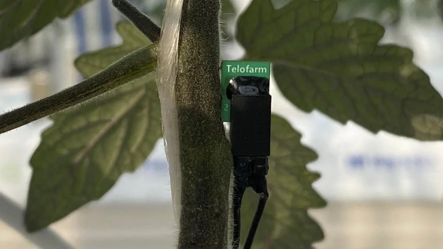 テロファームの植物センサー