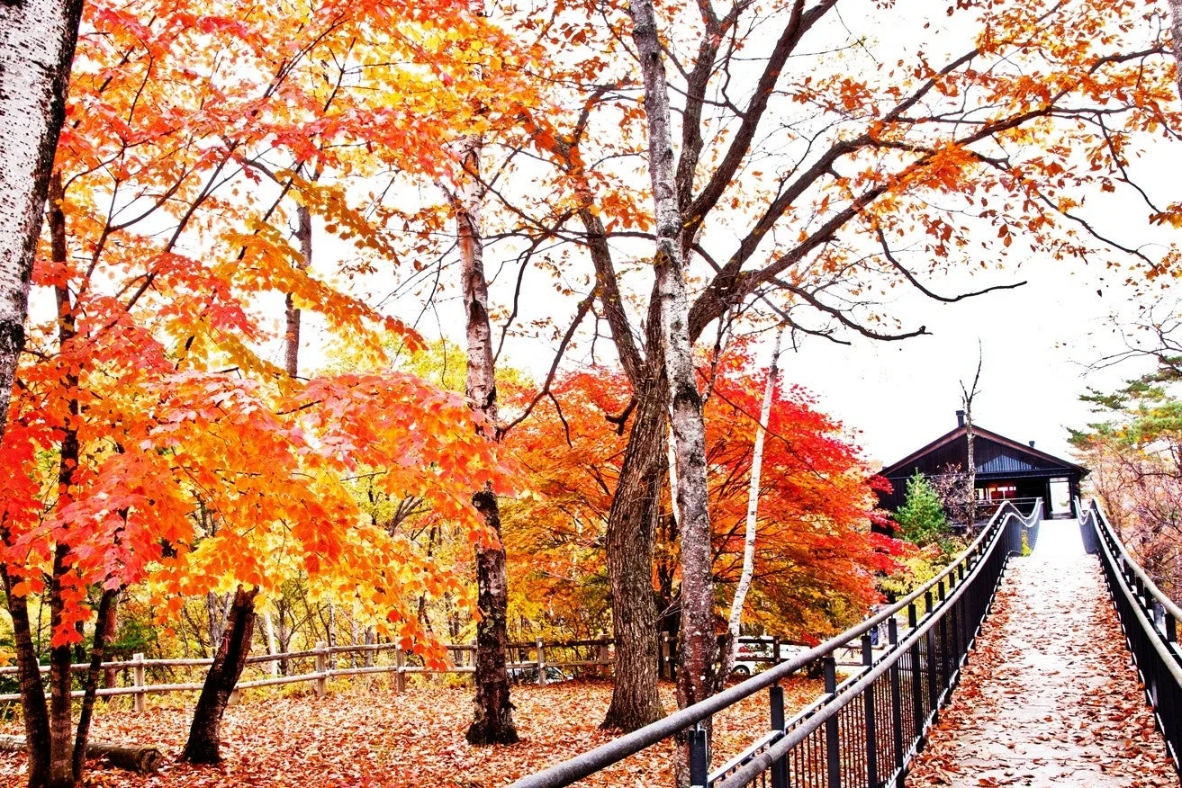 鮮やかな紅葉に包まれた秋の風景。赤やオレンジ、黄色の葉が美しい木々が立ち並び、地面には落ち葉が敷き詰められています。奥には趣のある建物へと続く橋が見え、穏やかな秋の雰囲気を醸し出しています。