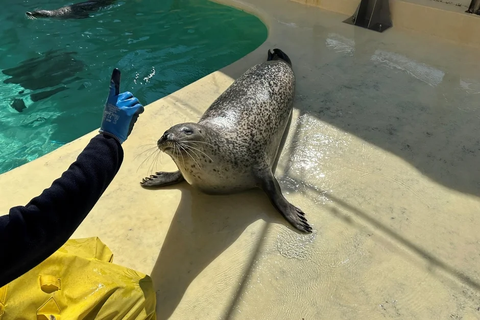 アザラシと飼育員