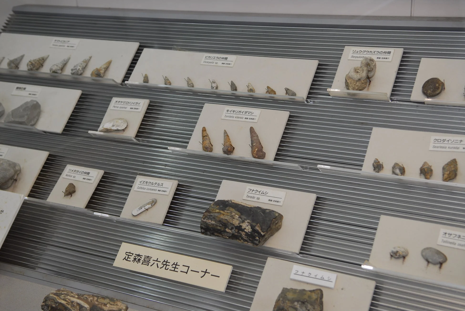 なぎビカリアミュージアム