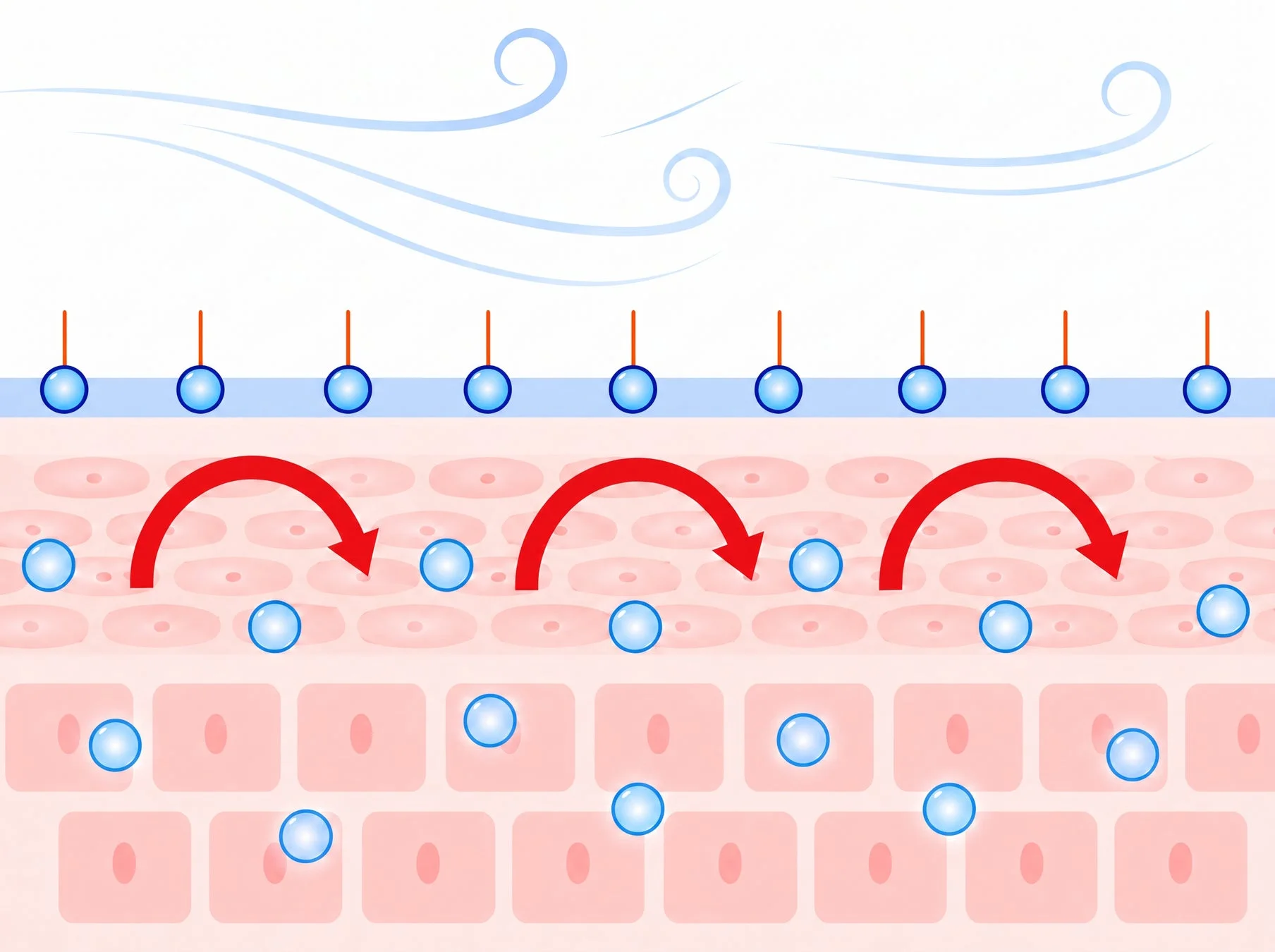 皮膚の水分移動と蒸発