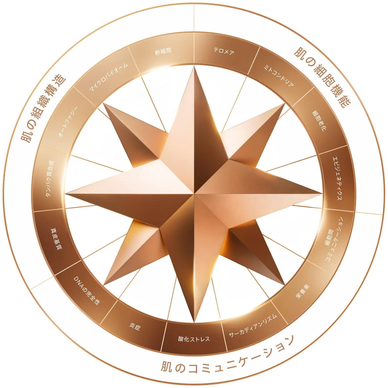 ディオール スキン ロンジェビティ コンパス™の図