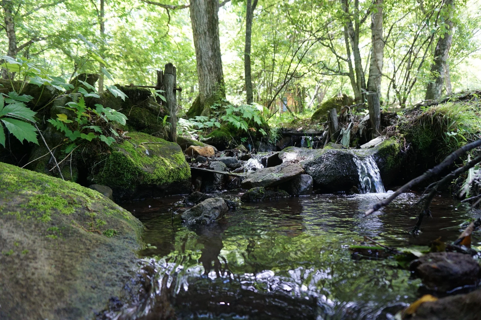 森の中を流れる清らかな小川の風景