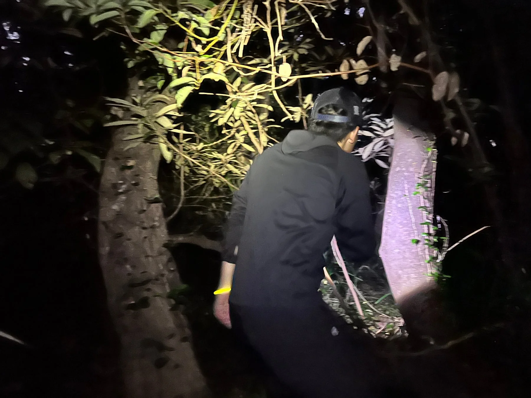 夜の森を探検する人