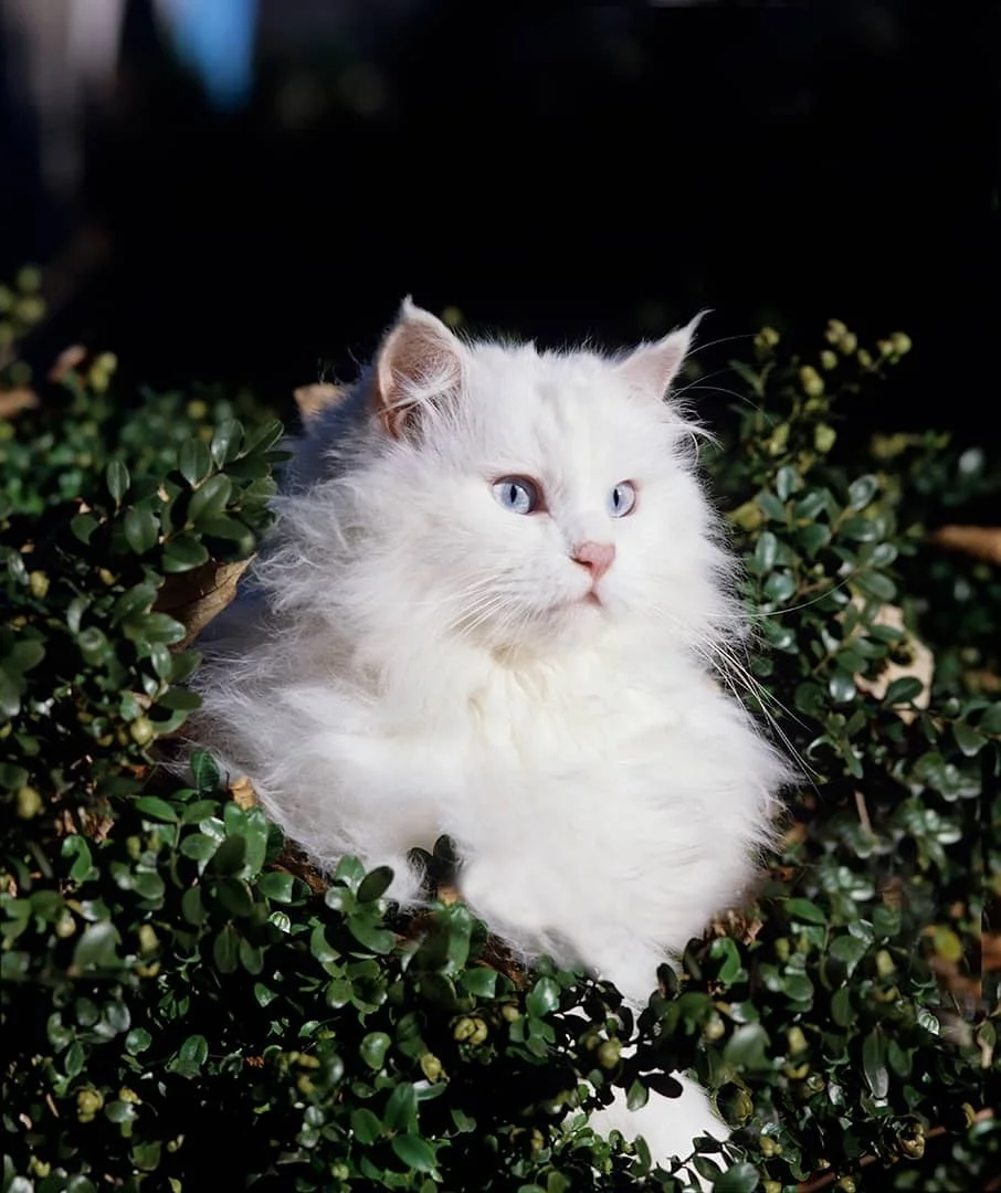 青い目の白い長毛種の猫