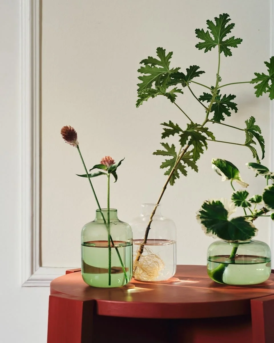 ガラス花瓶と植物