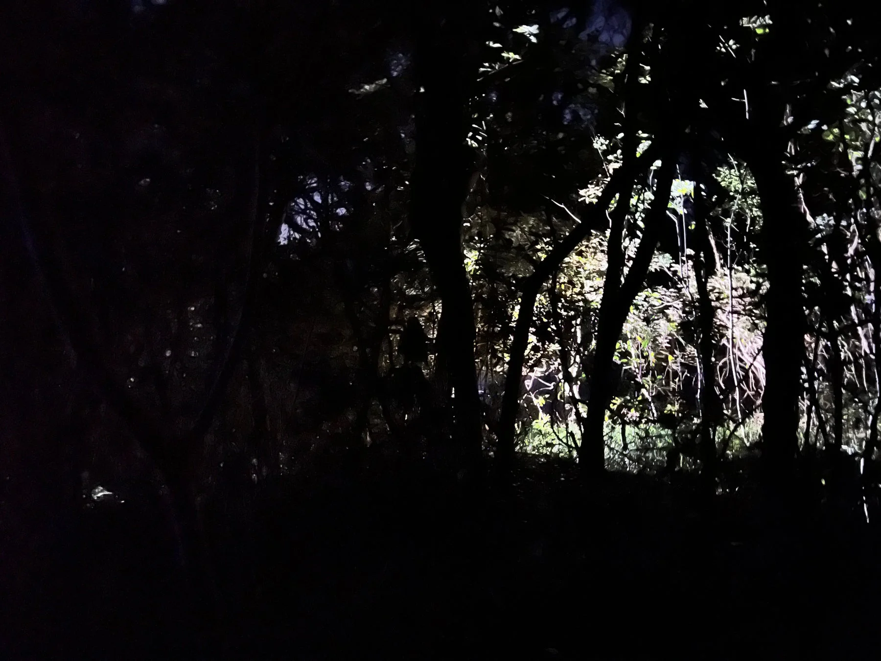 夜の森