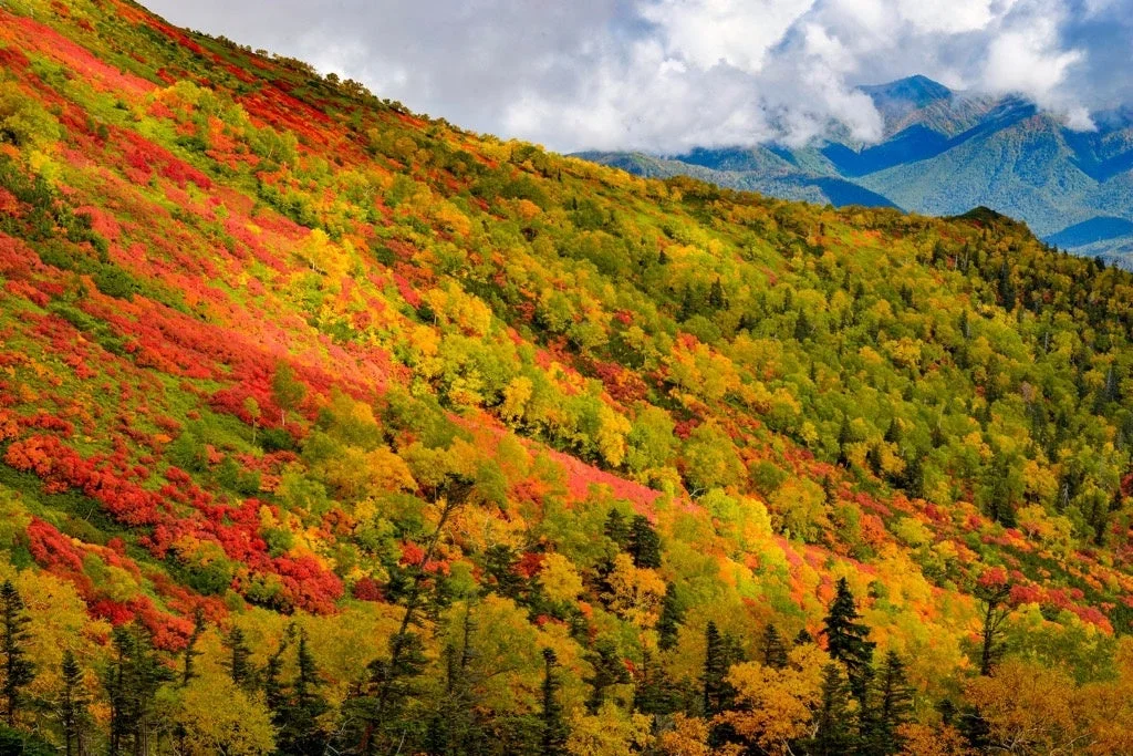 鮮やかな赤、黄、緑の紅葉に覆われた山肌が広がる美しい秋の風景です。遠くには雲に覆われた山々が見え、色彩豊かな自然の雄大さを感じさせます。