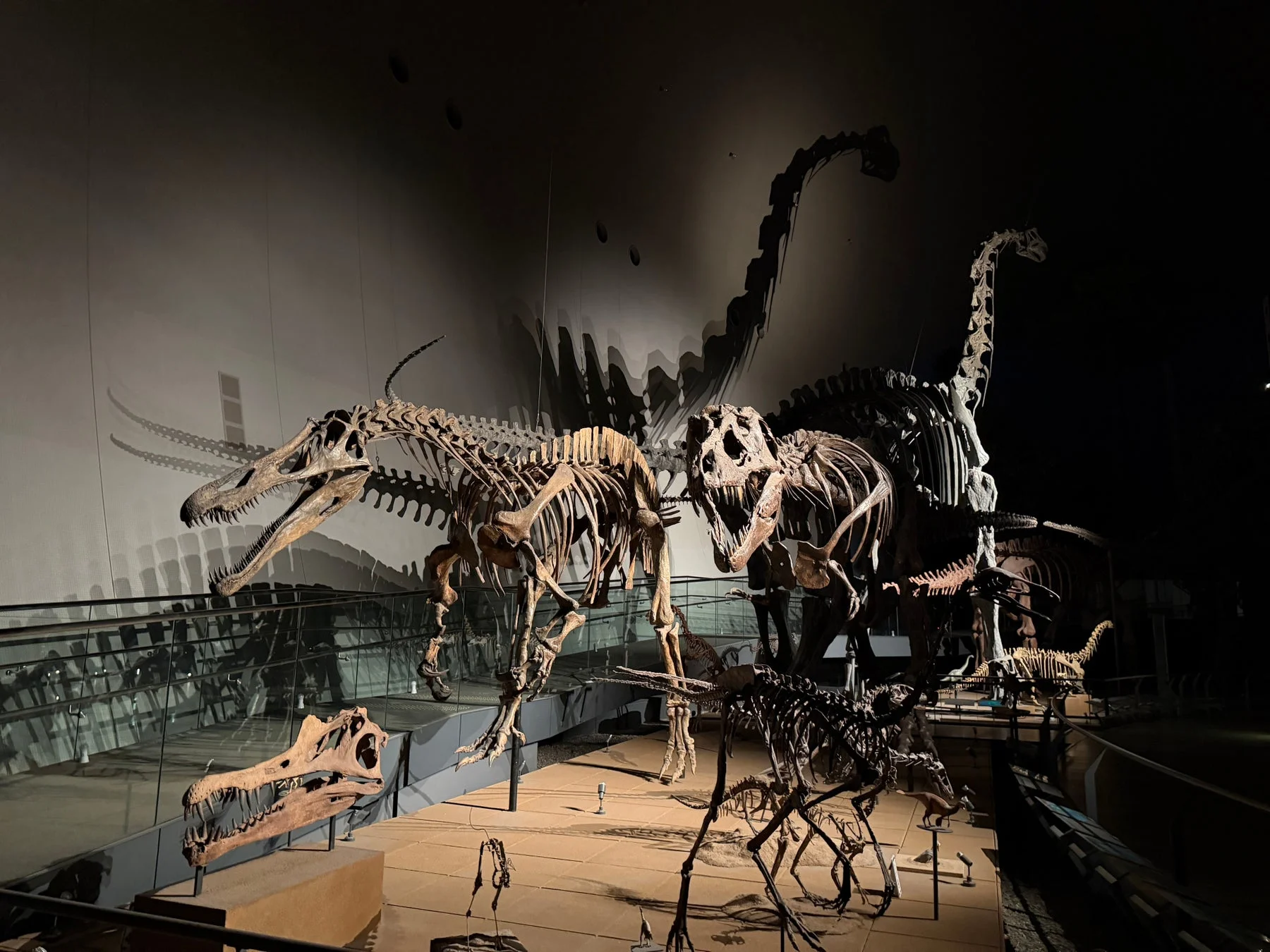 暗闇の中でライトアップされた複数の恐竜の骨格標本が展示されている博物館の様子