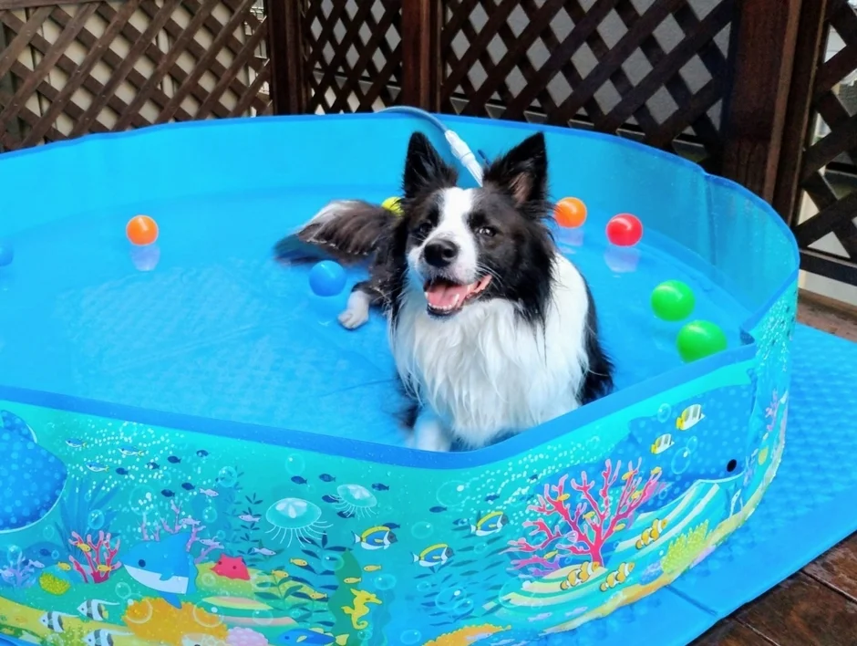 犬が水遊びをするミニプール