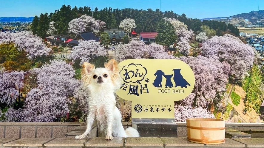 犬の足湯