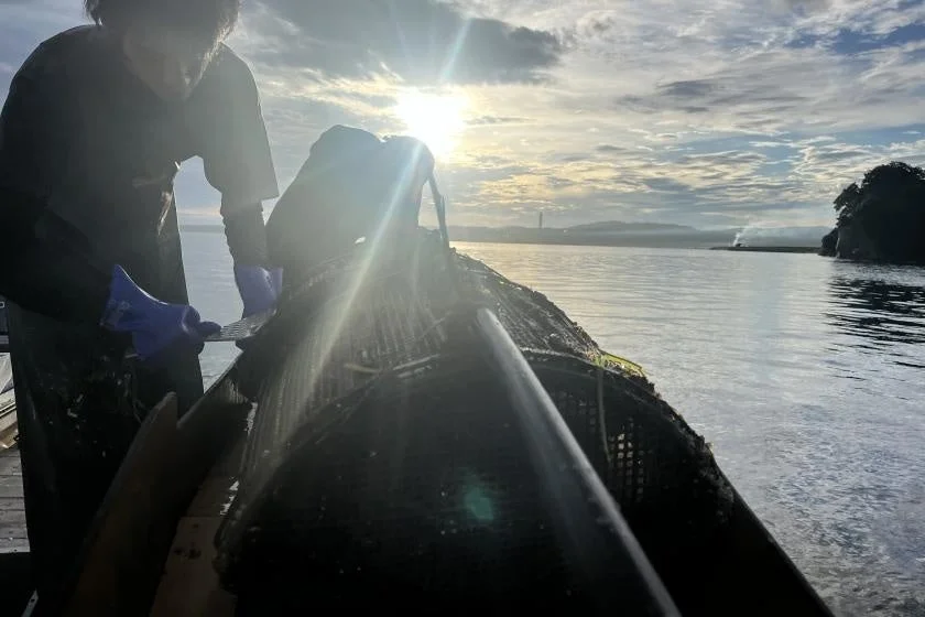 早朝または夕暮れ時、水上で漁業か養殖の作業をしている人物の様子。