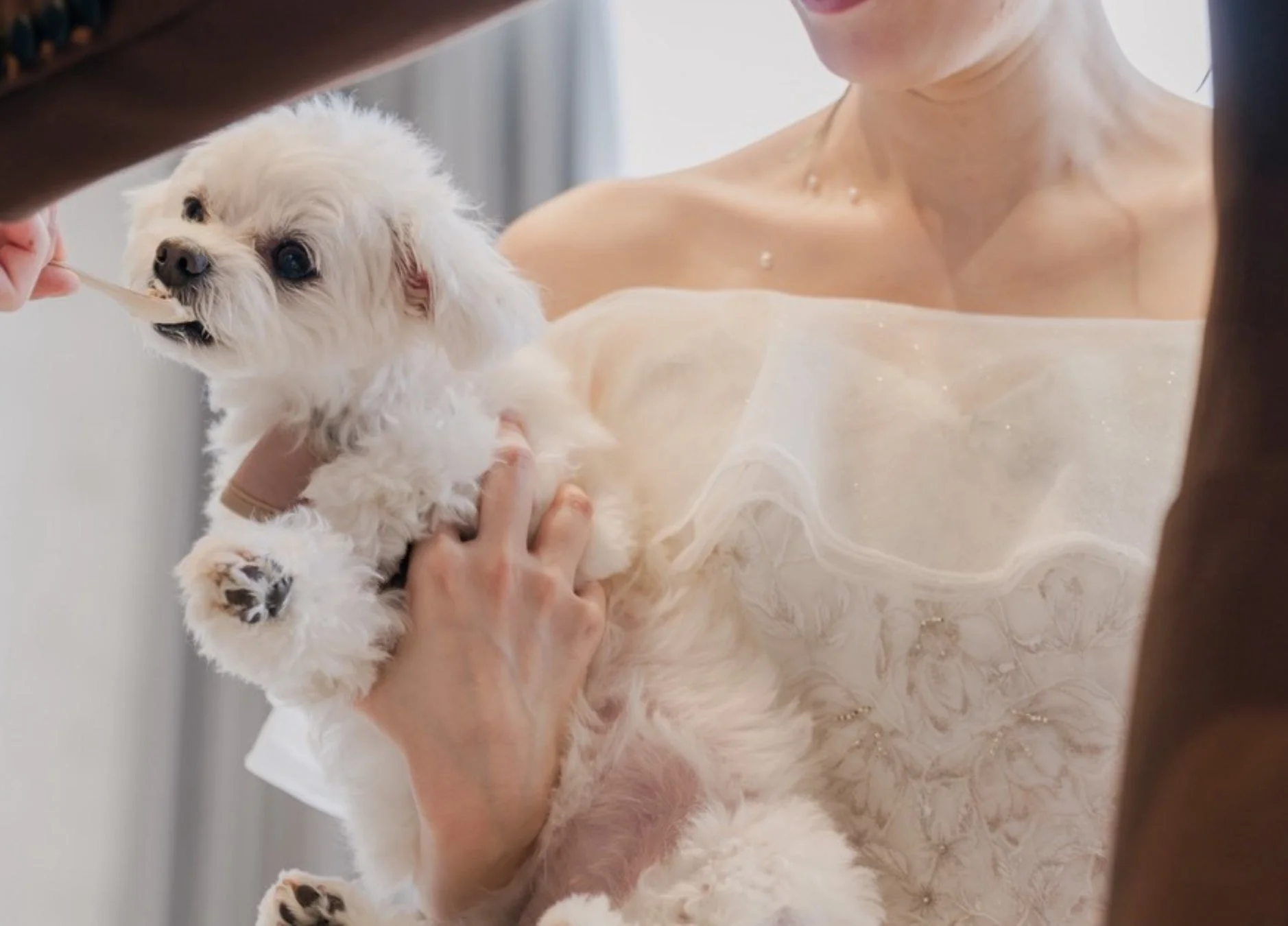 ウェディングドレス姿の人が白い犬を抱き、スプーンで食べさせてもらっている様子