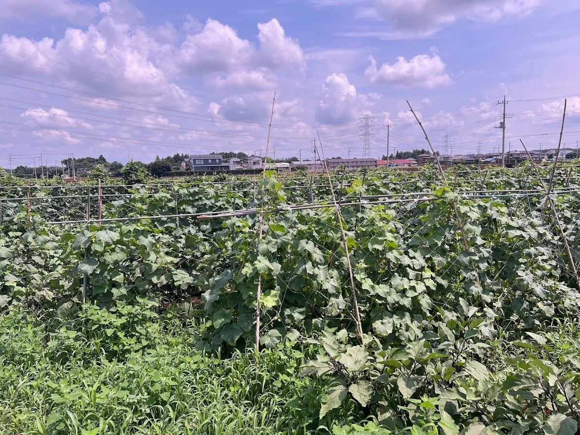 畑で育つ野菜