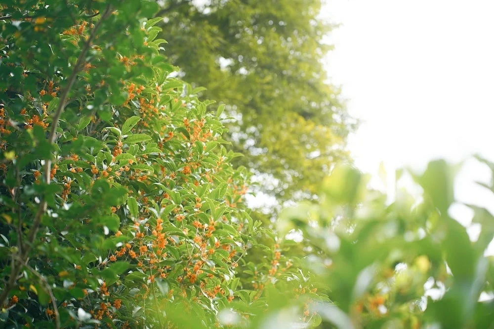 キンモクセイの花
