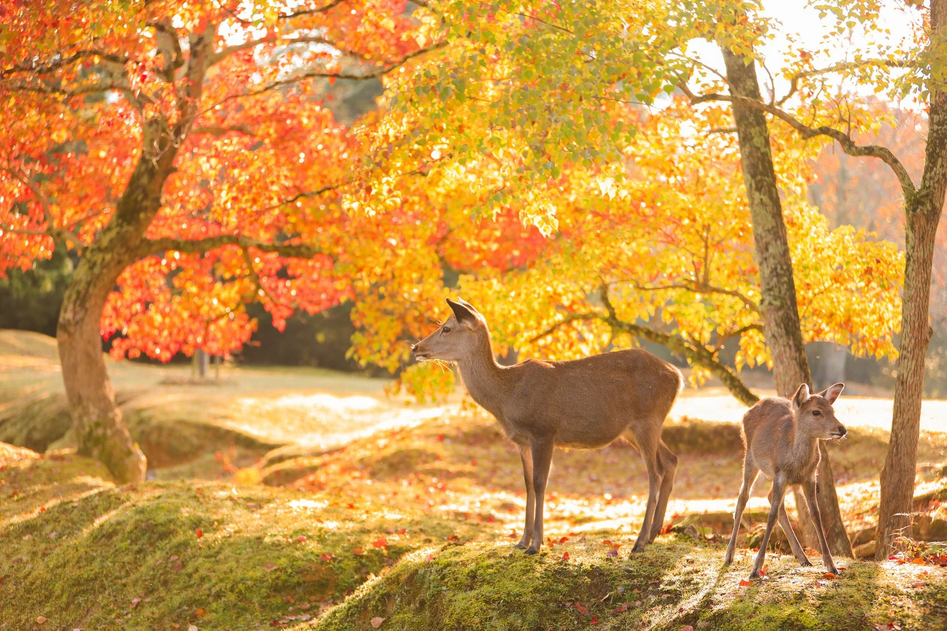 紅葉と鹿