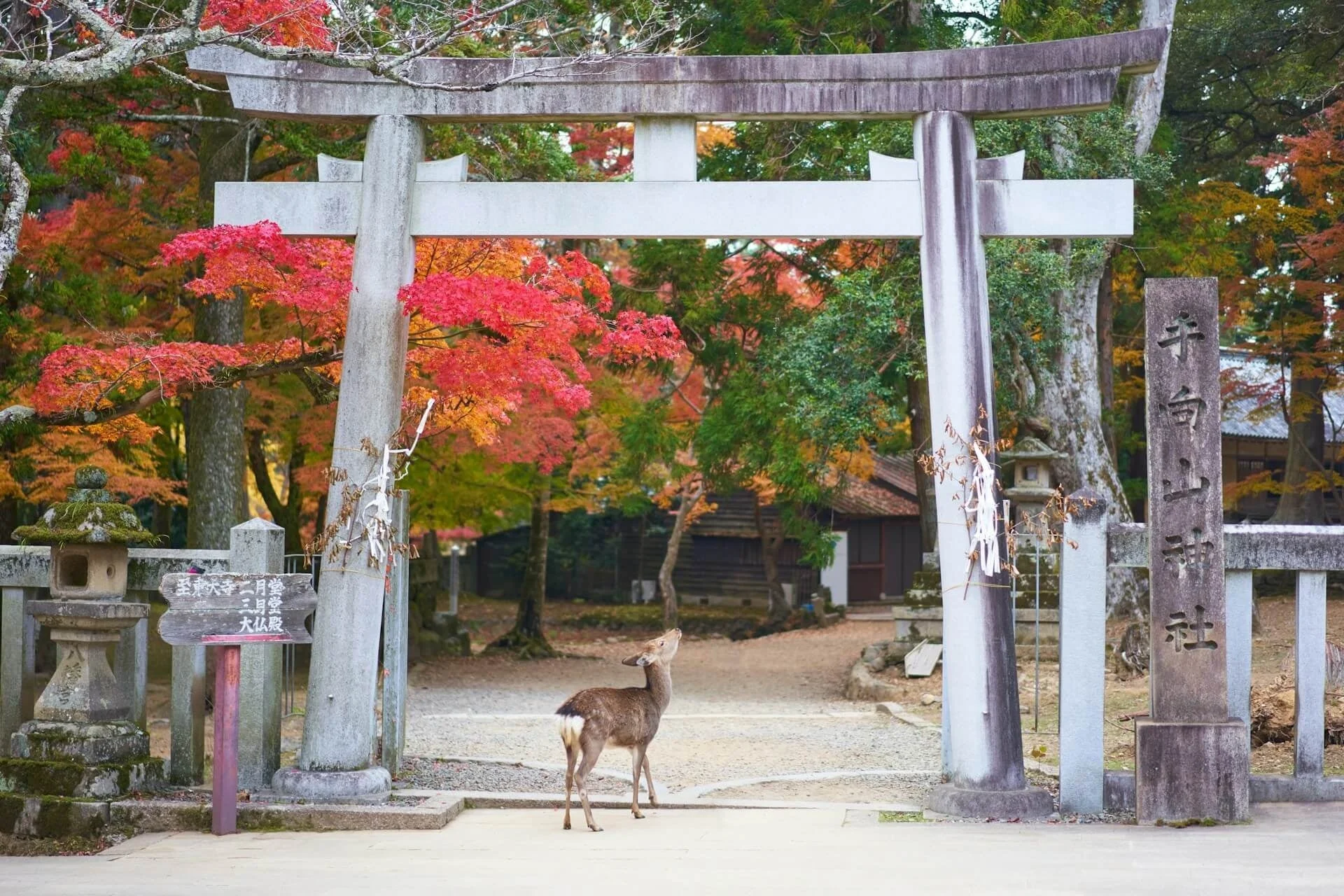 奈良県 天川村の紅葉