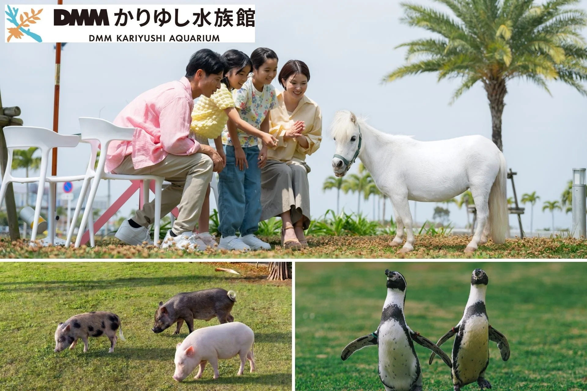 DMMかりゆし水族館の屋外エリアでポニーや豚と触れ合う家族