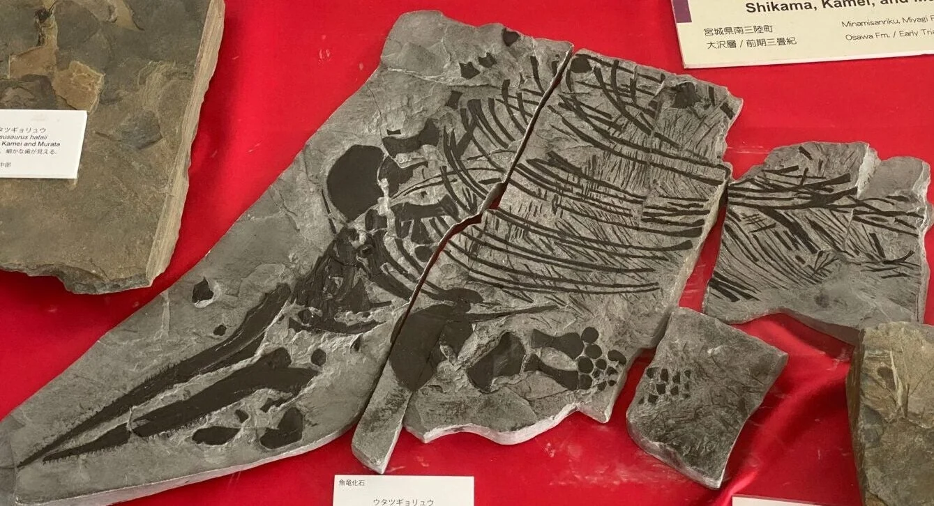 魚竜化石