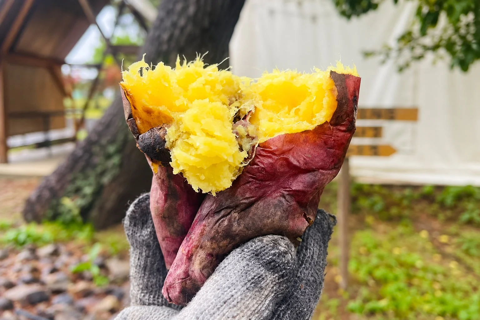 割られたばかりで湯気が立ちそうな熱々の焼き芋