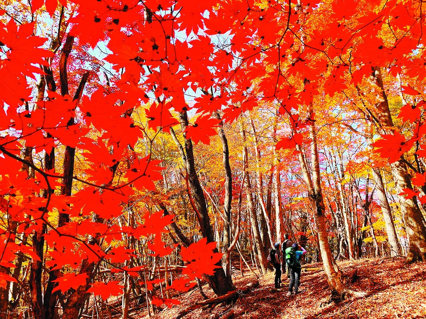 紅葉の森