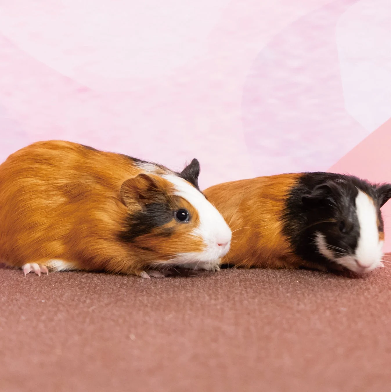 ピンクの背景と茶色の布の上に並んで座る2匹のモルモット