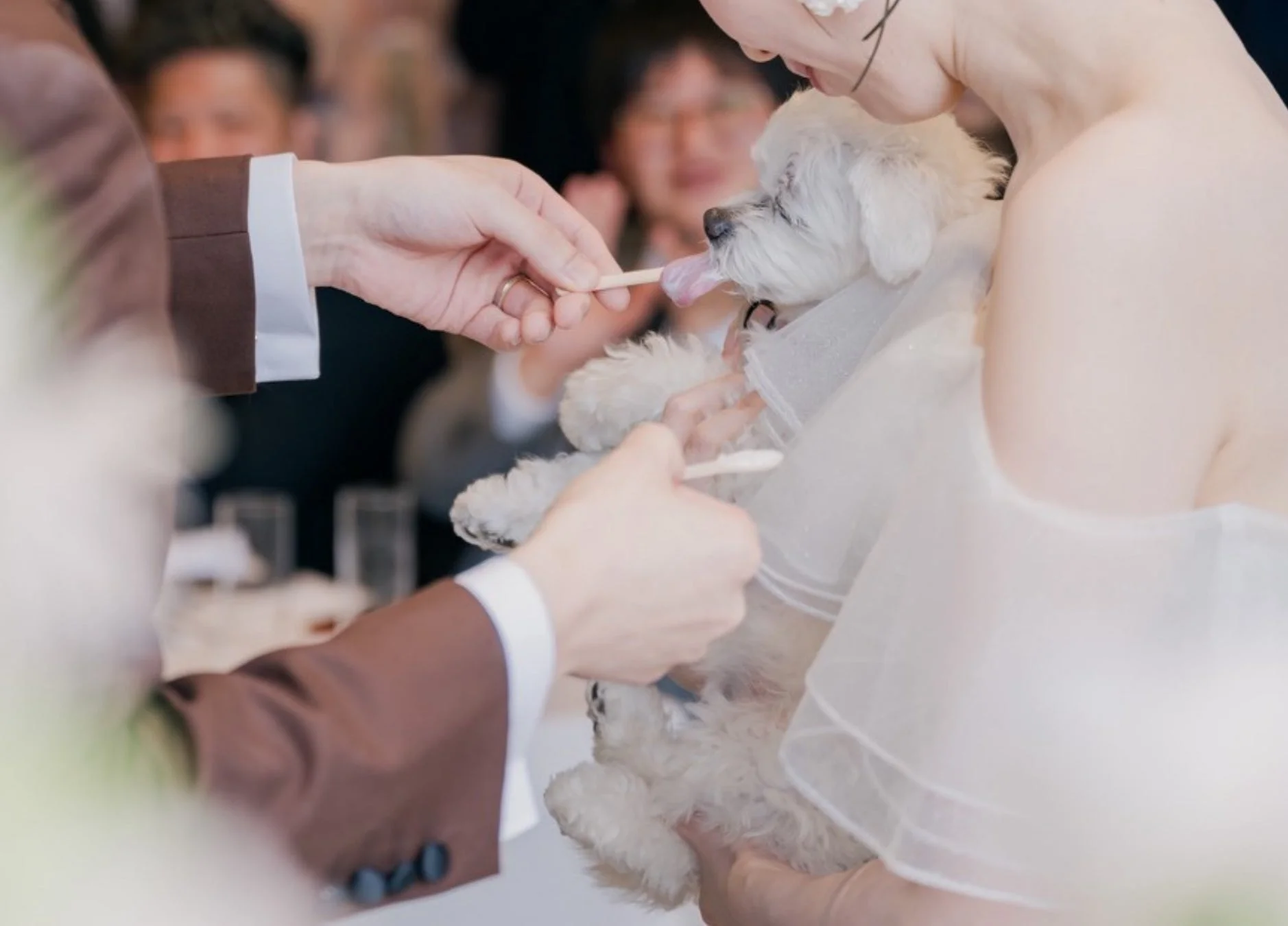 結婚式で新郎が白い小型犬におやつを与えている様子