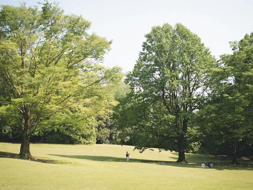 広大な芝生公園