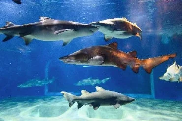 水族館のサメ